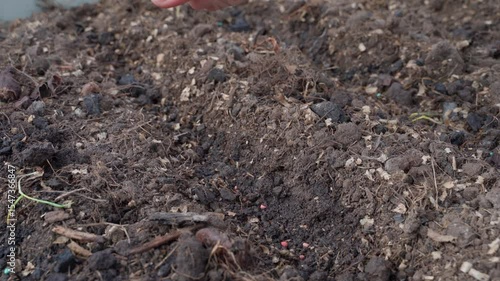 Wallpaper Mural The process of planting seeds in the soil of a garden bed, close-up  Torontodigital.ca