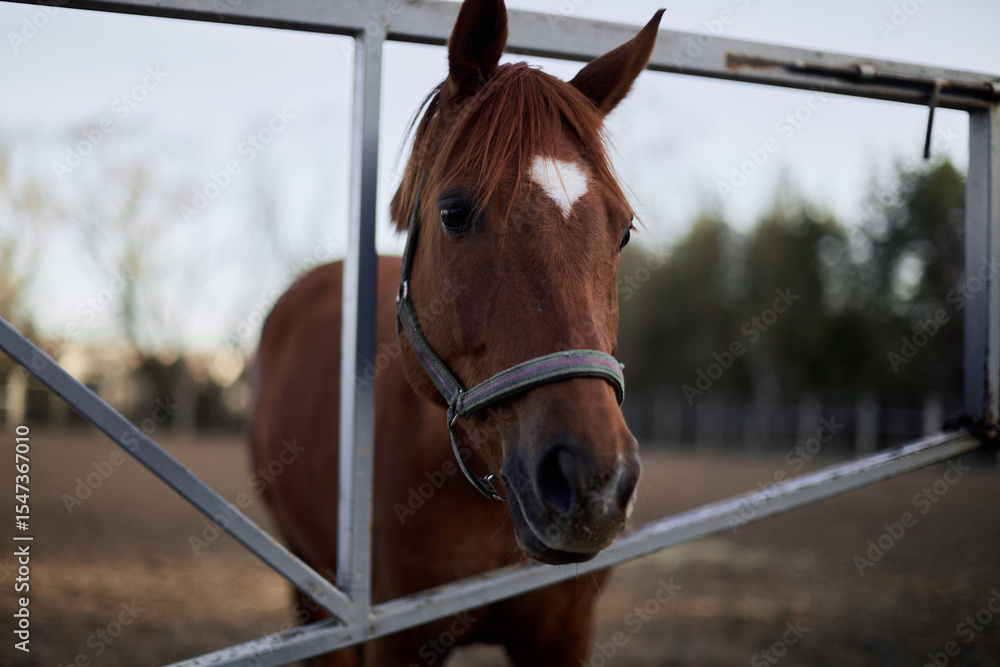 Fototapeta premium Close-Up of Brown Horse on Ranch