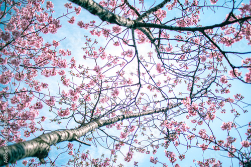 ピンクの桜と空