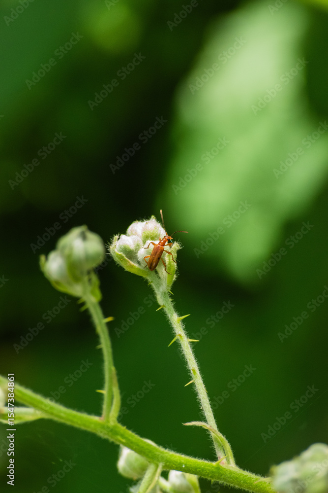 Bug on blackberry flower (Rubus Americanus) Bug on blackberry flower (Rubus Americanus)