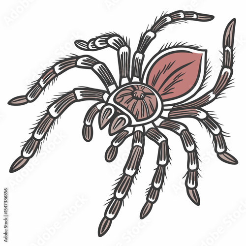 Tarantula spider illustration, clean cutout, transparent background