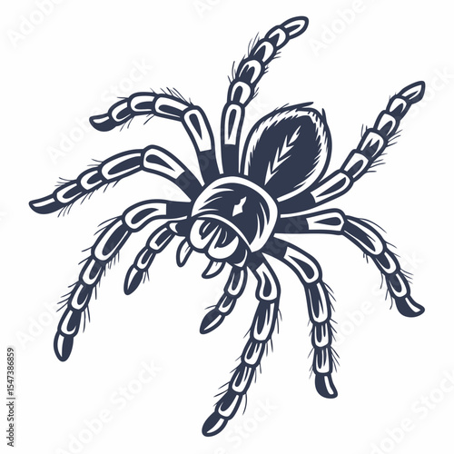 Tarantula spider illustration, isolated cutout, transparent background