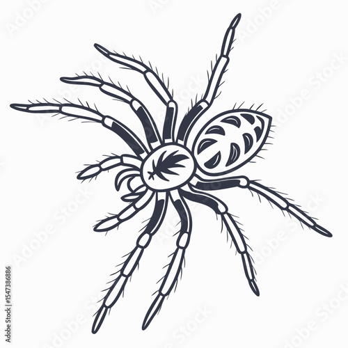 Professional tarantula illustration, isolated spider cutout
