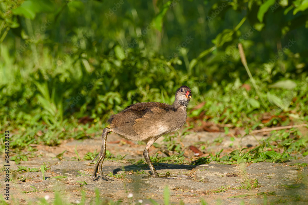 Obraz premium common moorhen chick standing on the ground close-up
