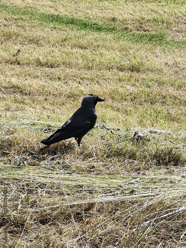 Obraz premium black bird western jackdaw (coloeus monedula) standing on freshly cut grass