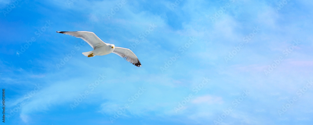 Obraz premium Flying seagull, blue sky background