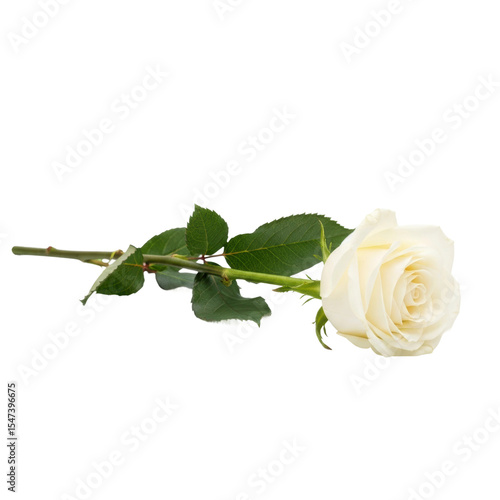 A beautiful single white rose with a green stem and leaves. Ideal for themes of love, purity, and special occasions.