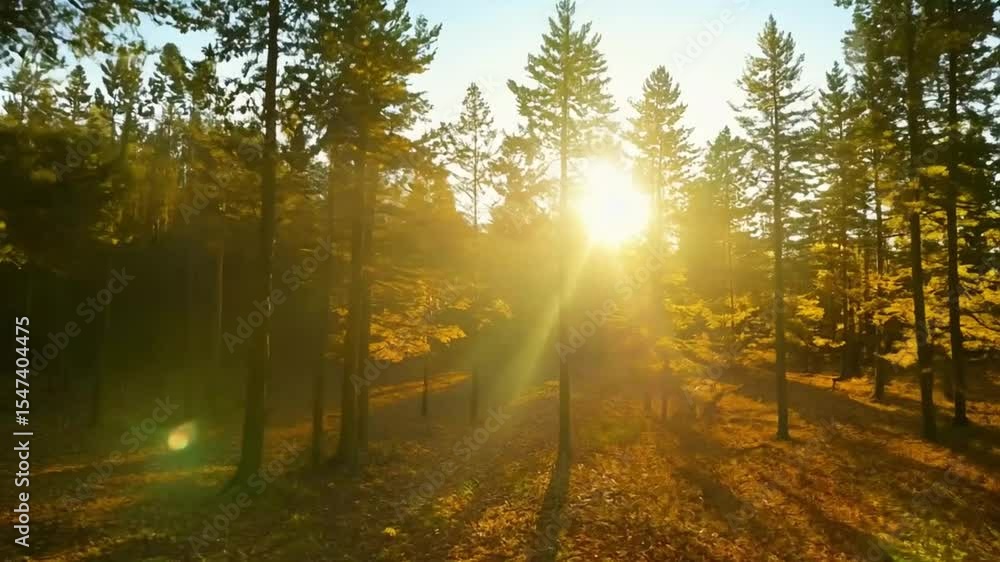 Misty forest sunrise with golden light rays through trees Misty forest sunrise with golden light rays through trees