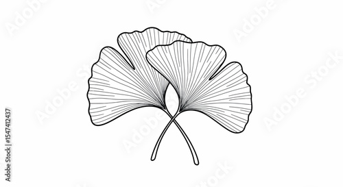 Elegant Ginkgo Biloba Leaf Line Art Illustration