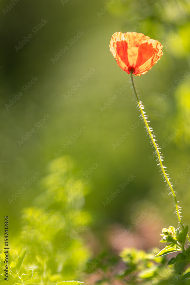 Obraz premium Red poppy (papaver) flower blooming in spring meadow