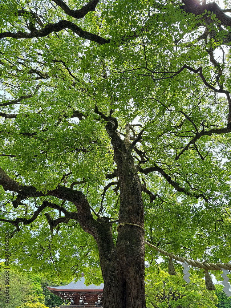 Fototapeta premium 明治神宮の御神木、夫婦楠の木と建物、2025年5月中旬撮影