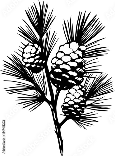 Detailed black and white pine branch illustration with three pine cones and needle foliage isolated