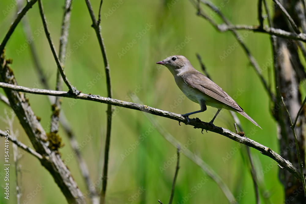 Garden warbler // Gartengrasmücke (Sylvia borin) Garden warbler // Gartengrasmücke (Sylvia borin)