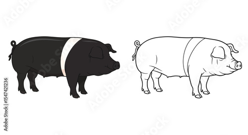 British Saddleback Pig Coloring Page Featuring Realistic Full Color and Clear Outline Swine