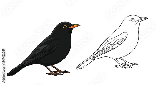 Eurasian Blackbird Coloring Page with Realistic and Outline Pair Garden Bird Art Activity