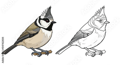 European Crested Tit Coloring Page Featuring Realistic Color and Clear Outline Bird Study