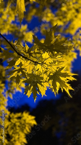 Glowing Yellow Maple Leaves Against a Dark Blue Night Sky
