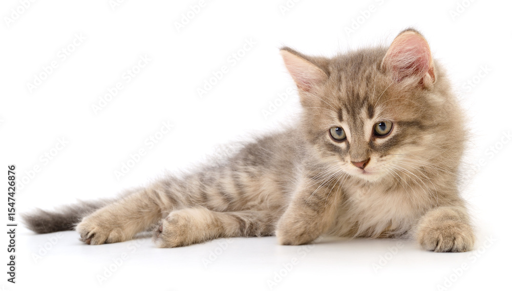 Obraz premium Kitten on white background.