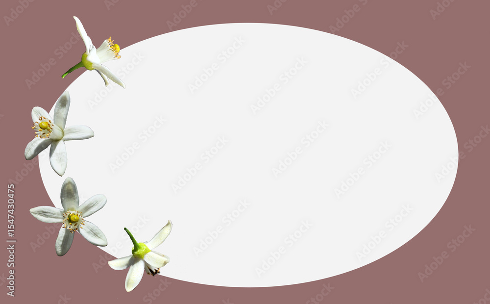 Fototapeta premium 白いみかんの花の背景