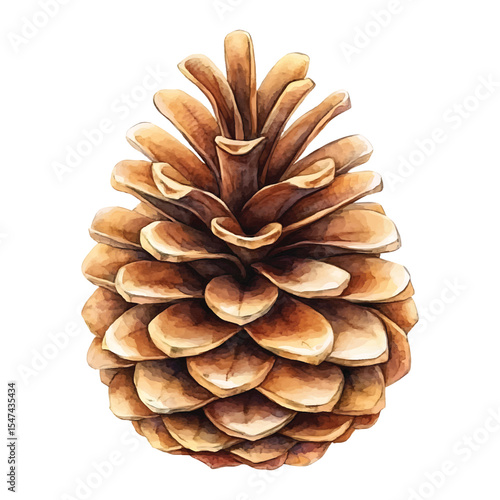Watercolor pinecone illustration isolated on transparent background vector png image natural christmas decor woodland botany