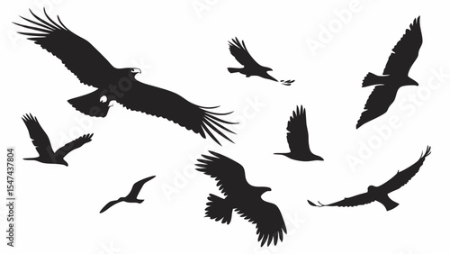 Black and white flying eagle and raptor bird silhouettes in various dynamic flight poses isolated on white, for nature and wildlife art.