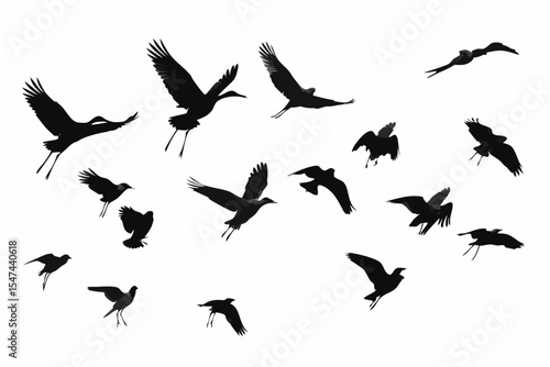 Silhouette of Birds in Flight Diverse Species Against White Background, Wings Spread