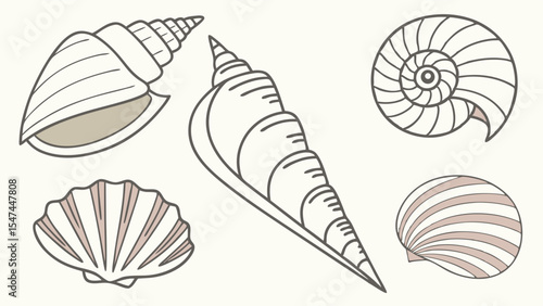 Detailed vector outline illustration of a diverse collection of marine seashells, featuring spiral conch, nautilus, and scallop designs for beach themes.