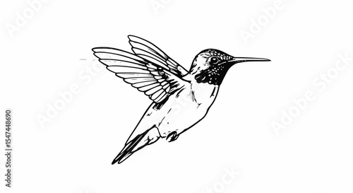 hummingbird in flight