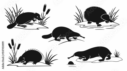 Black silhouette vector illustration of Australian monotremes, platypus and echidnas, in natural wetland habitats with reeds and water.