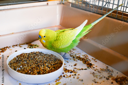 Quadro su tela Budgerigar parakeet bird eating from the bowl of food