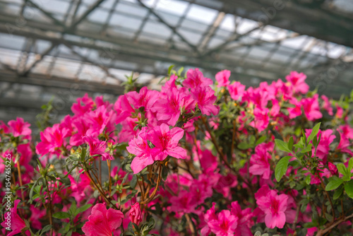 Wallpaper Mural Azalea Flowers in a Greenhouse, blooming azalea Torontodigital.ca