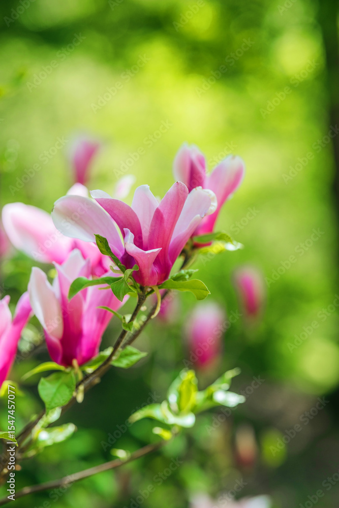 Obraz premium Vibrant pink and white flowers blooming in a spring garden