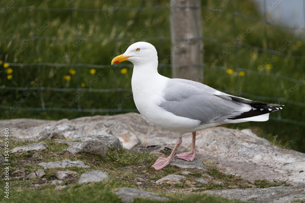 Möwe Irland Donegal Möwe Irland Donegal