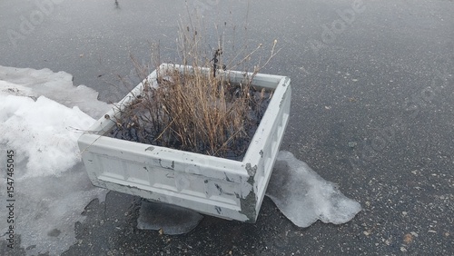 White plastic planter with dry, withered plants sits on icy pavement beside melting snow — evoking winter’s chill and the quiet dormancy of nature in cold months.
