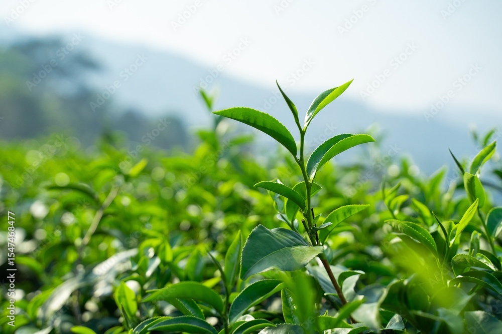 Obraz premium Lush Green Tea Plantation Leaves in Sunlight Vibrant Close up of Tea Bush
