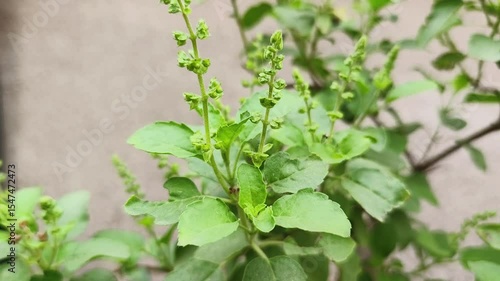 Tulsi plant also known as holy basil is a holy plant in Hinduism and also have many herbal properties.
