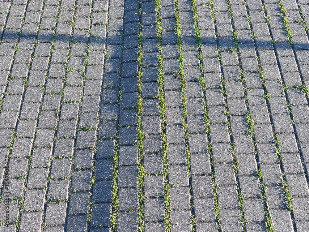 Fototapeta premium Terracotta sidewalk tiles in offset pattern with grass sprouting in joints. Evening sun creates dramatic shadows.