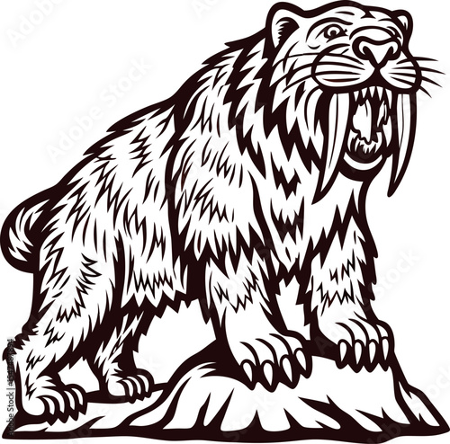 Hand drawn saber toothed tiger illustration standing on rocky ground with open mouth displaying fangs