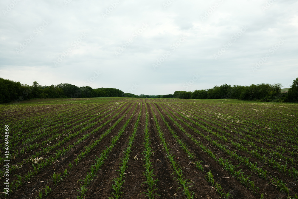 Young corn plants growing in symmetrical rows on a flat agricultural field under cloudy sky. Concept of rural farming and spring cultivation. Serbia country Young corn plants growing in symmetrical rows on a flat agricultural field under cloudy sky. Concept of rural farming and spring cultivation. Serbia country