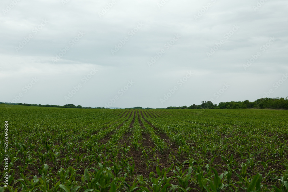 Young corn plants growing in symmetrical rows on a flat agricultural field under cloudy sky. Concept of rural farming and spring cultivation. Serbia country Young corn plants growing in symmetrical rows on a flat agricultural field under cloudy sky. Concept of rural farming and spring cultivation. Serbia country