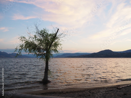 tree on the lake