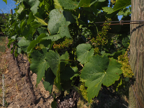 grapes on vine