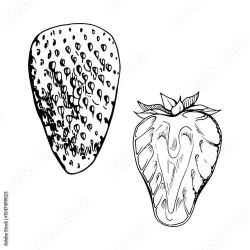 Strawberry ripe fruit with leaves crown full and cut in half hand drawn in vector ink, garden strasberry berry. Botanical isolated illustration. Home preserves cookbook, grocery store food closeup
