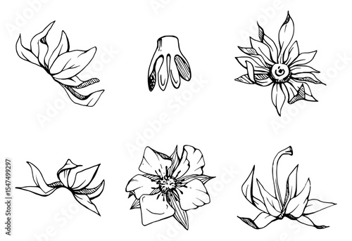 Strawberry fruit receptacle seed pod torus cluster petals leaves on stem, hand drawn in vector ink, forest cloudberry dewberry boysenberry mulberry loganberry. Botanical isolated element illustration