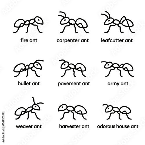 Ant Species Icons. Outline icon set of ant species diversity: fire ant, carpenter ant, leafcutter ant, bullet ant, pavement ant,