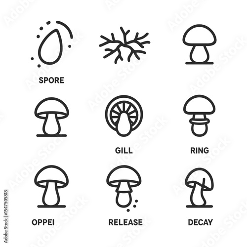 Mushroom Lifecycle Icons. Outline icon set of mushrooms lifecycle: spore, mycelium network, primordium, fruiting body, gill