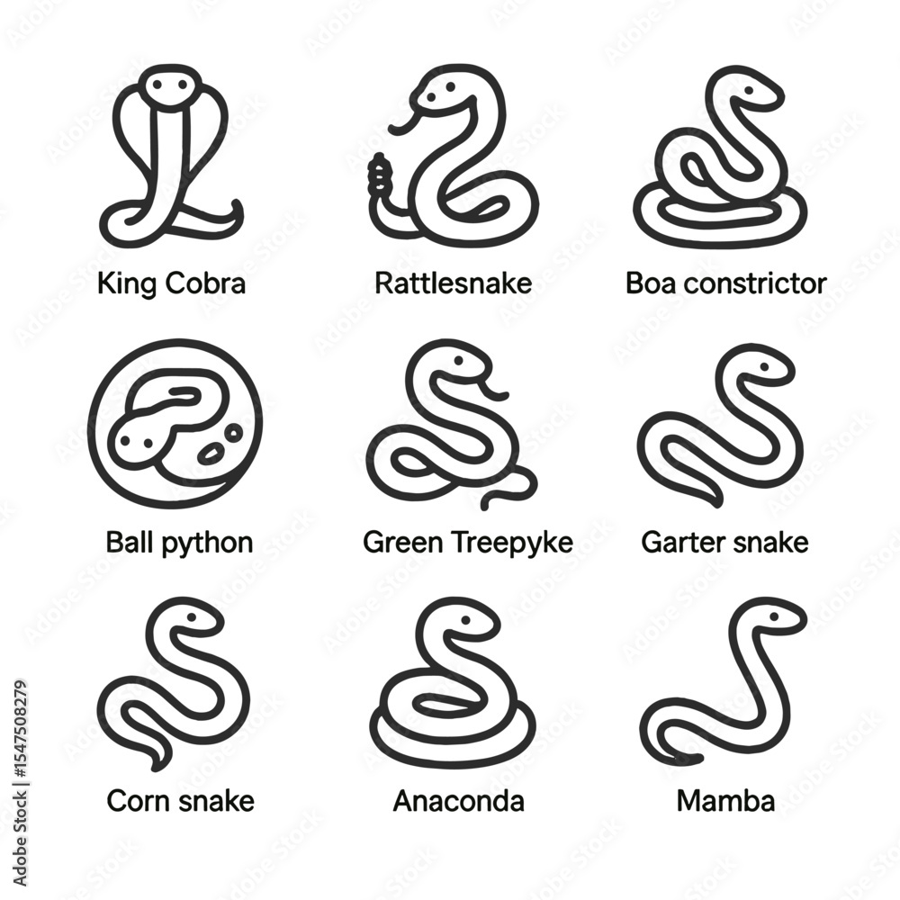 Fototapeta premium Snake Icon Collection. Outline icon set of snake species: king cobra, rattlesnake, boa constrictor, ball python, green tree python
