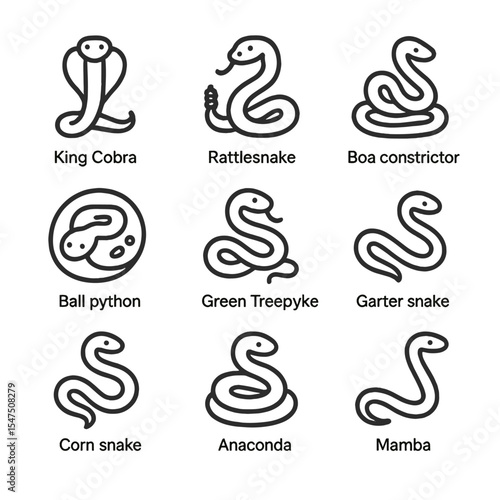 Snake Icon Collection. Outline icon set of snake species: king cobra, rattlesnake, boa constrictor, ball python, green tree python