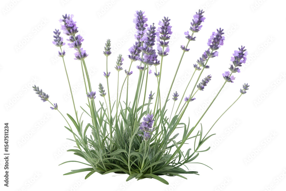 Fototapeta premium Beautiful lavender plant with purple flowers isolated on a sleek black background