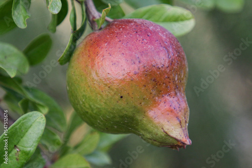 Foto les fruits de l été